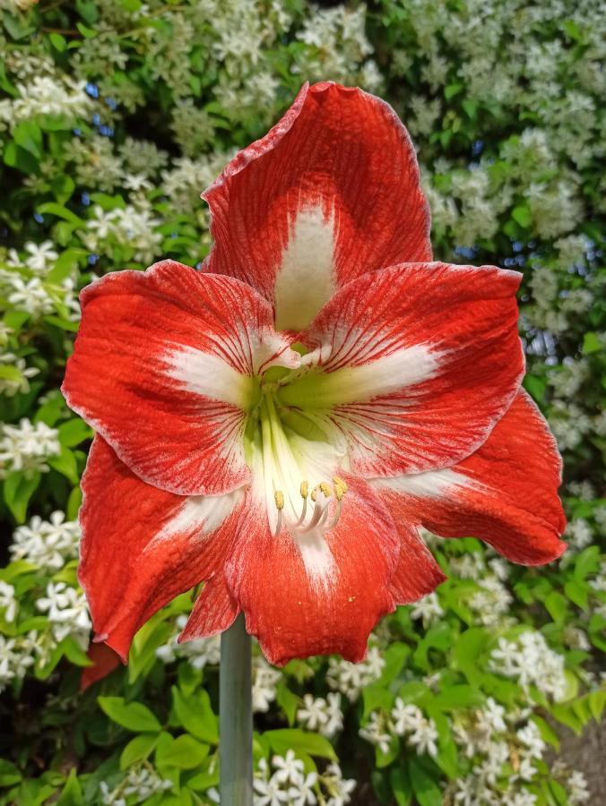 Amaryllis Case Vacanza Romito Magra Exteriör bild